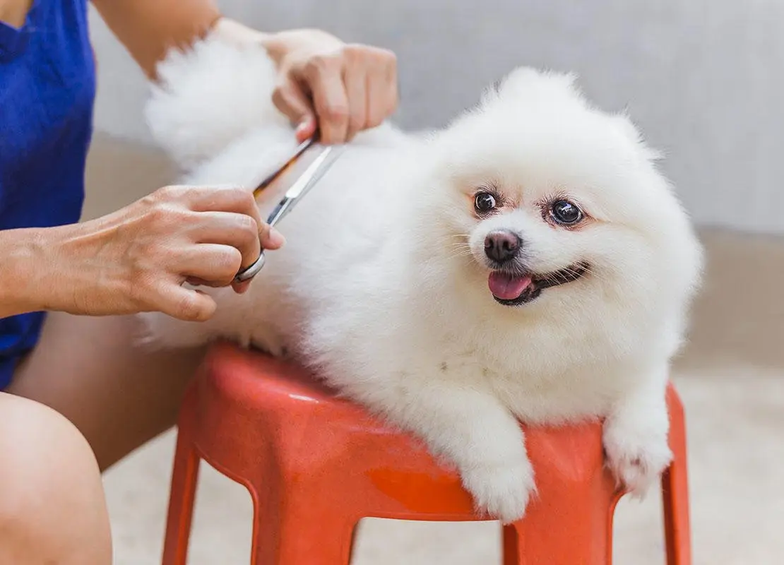 Pet Grooming Tips at Home